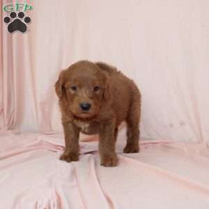 Wade, Mini Goldendoodle Puppy